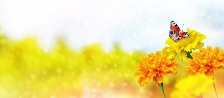 Colorful  marigold on the background of the summer landscape. butterfly on a flower photo