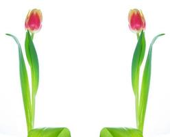 spring colorful flowers tulips. floral collection. photo
