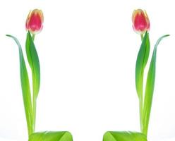 spring colorful flowers tulips. floral collection. photo