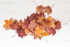 fondo de otoño con hojas de colores brillantes. foto