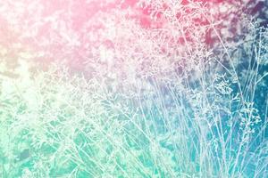 Blurred frozen grass. Winter abstract background. Landscape. photo