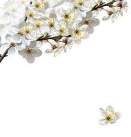 branch of cherry blossoms isolated on white background. photo