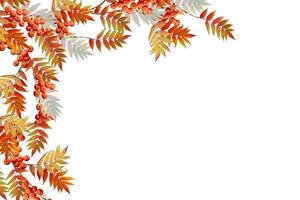 Colorful autumn foliage isolated on white background. Indian summer. photo