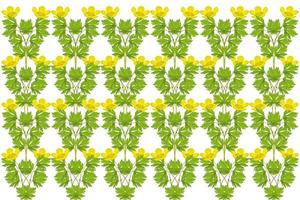 Yellow wildflowers buttercup isolated on white background. photo