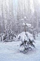 bosque en la escarcha. paisaje de invierno árboles cubiertos de nieve. foto