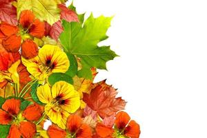 autumn leaves isolated on white background photo