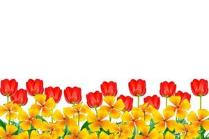 spring flowers tulips isolated on white background. photo