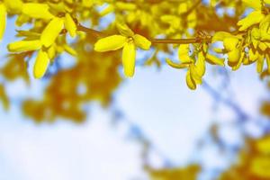 arbusto floreciente de flores amarillas forsythia foto