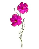 Petunias isolated on a white background. Colorful flowers. photo