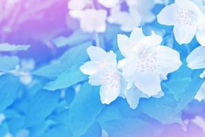 White jasmine The branch delicate spring flowers photo