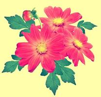 Flowers dahlias isolated on yellow background. photo