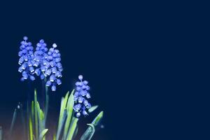 hyacinth flowers close up. Floral spring background. photo