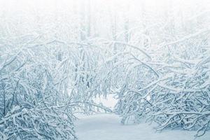 Frozen winter forest with snow covered trees. photo