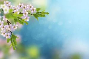 Blossoming branch apple. photo