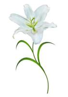 Flower lily isolated on white background. summer photo