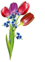 spring flowers tulips isolated on white background photo