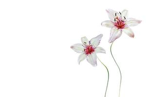 Lily flower on white background photo