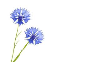 Wild flower cornflower. Natural background. photo