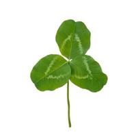 green clover leaves isolated on white background. St.Patrick 's Day photo