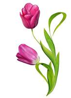 spring flowers tulips isolated on white background photo