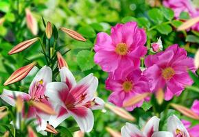 Landscape, flower rosehip photo