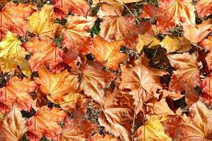 Autumn foliage. Golden Autumn. photo