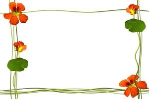 nasturtium flowers isolated on white background. Summer photo