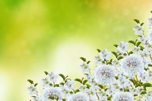 Blossoming branch apple. photo