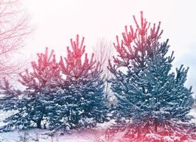 Frozen winter forest with snow covered trees. photo