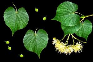 Sprig of linden blossoms isolated on black background. photo