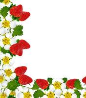 frame with berries and flowers of strawberry photo