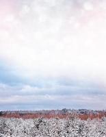 forest in the frost. Winter landscape. Snow covered trees. photo