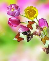 Pink and yellow flowers tulips photo