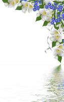 branch of jasmine flowers photo