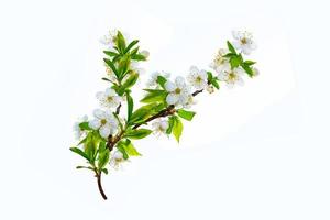 Flowering branch of cherry isolated on a white background. photo