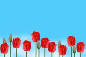 Bright and colorful flowers tulips photo