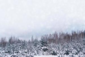 Frozen winter forest with snow covered trees. photo