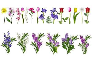 colorful bright flowers isolated on white background photo