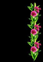 ramo de flores clavel. foto