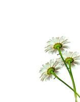 daisies summer white flower isolated on white background photo