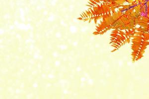 autumn landscape with bright colorful foliage. Indian summer. photo