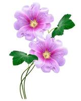 mallow isolated on white background. bright flower photo