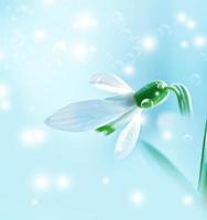 The first delicate spring flower snowdrop. photo