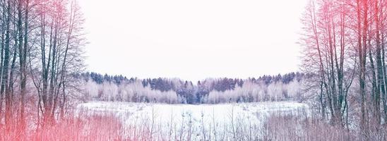 Frozen winter forest with snow covered trees. photo