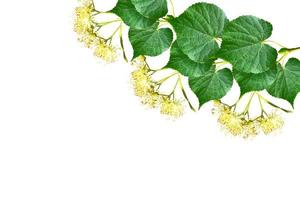 Sprig of linden blossoms isolated on white background. photo