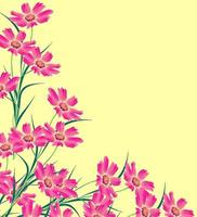 Cosmos flowers isolated on yellow background. photo