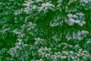 Frozen winter forest with snow covered trees. photo