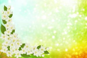 White jasmine The branch delicate spring flowers photo