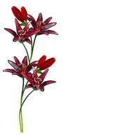 lily flowers isolated on white background photo