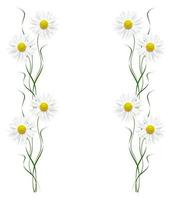 daisies summer flower isolated on white background. photo